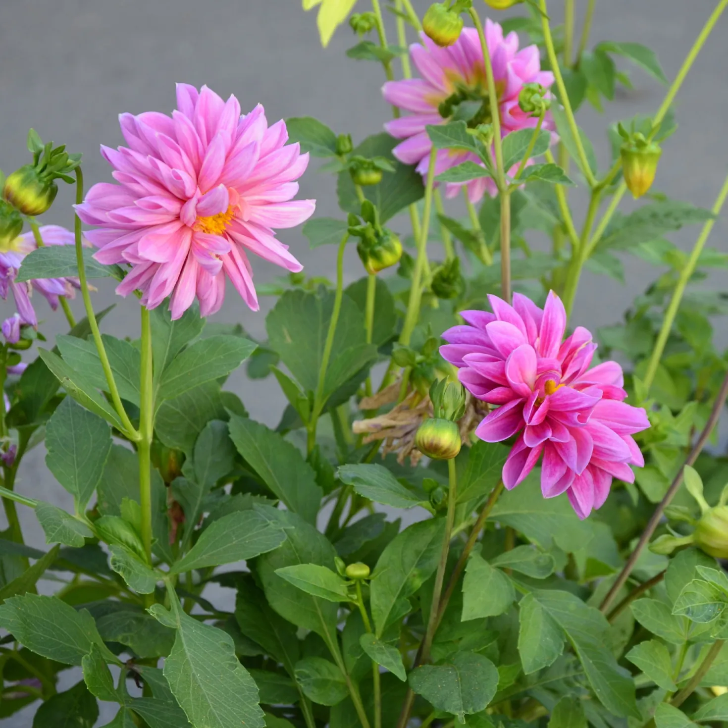 Rosa Dahlie - Rosa Blüten den ganzen Sommer