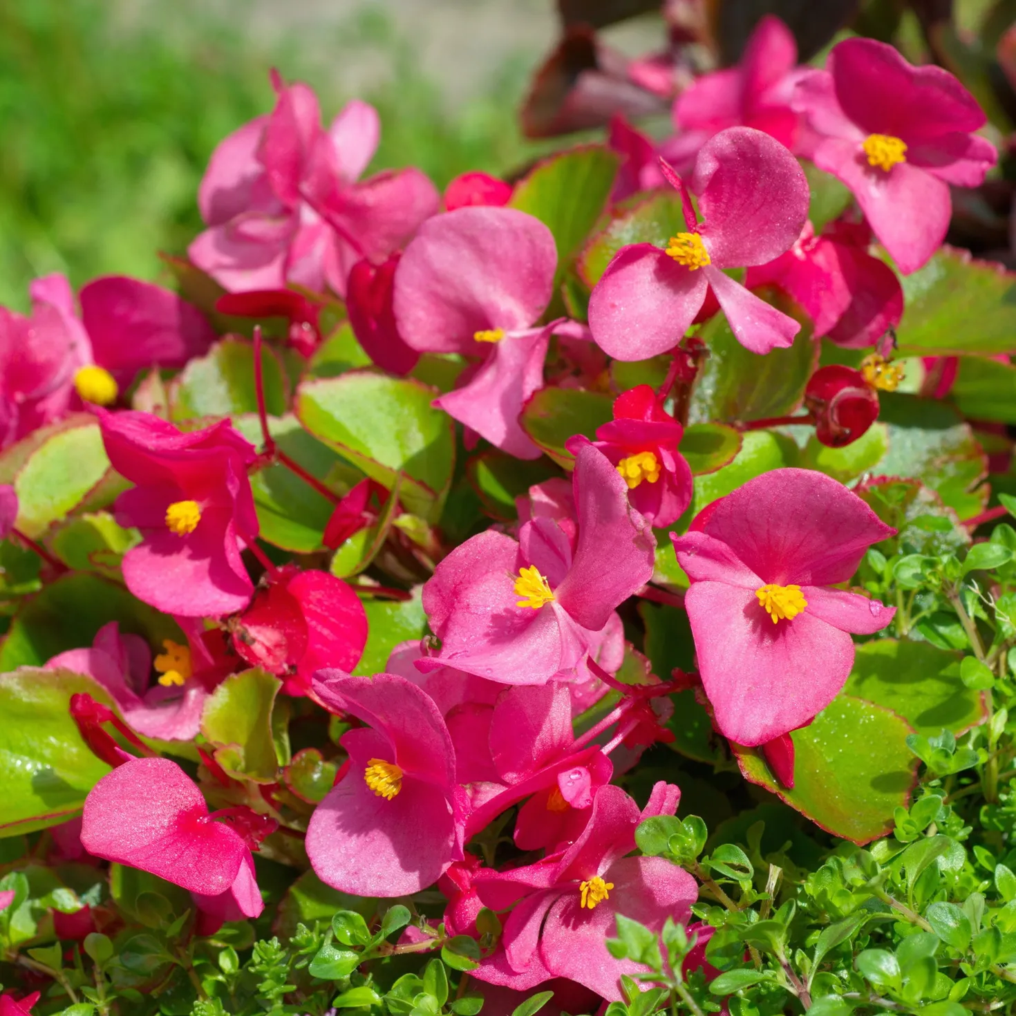 Rosa eisbegonie - Blüht ohne Pause