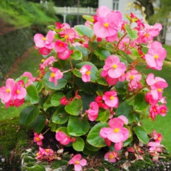 Rosa eisbegonie - Blüht ohne Pause