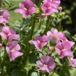 Rosa Elfenspiegel - Rosa Blüten den ganzen Sommer