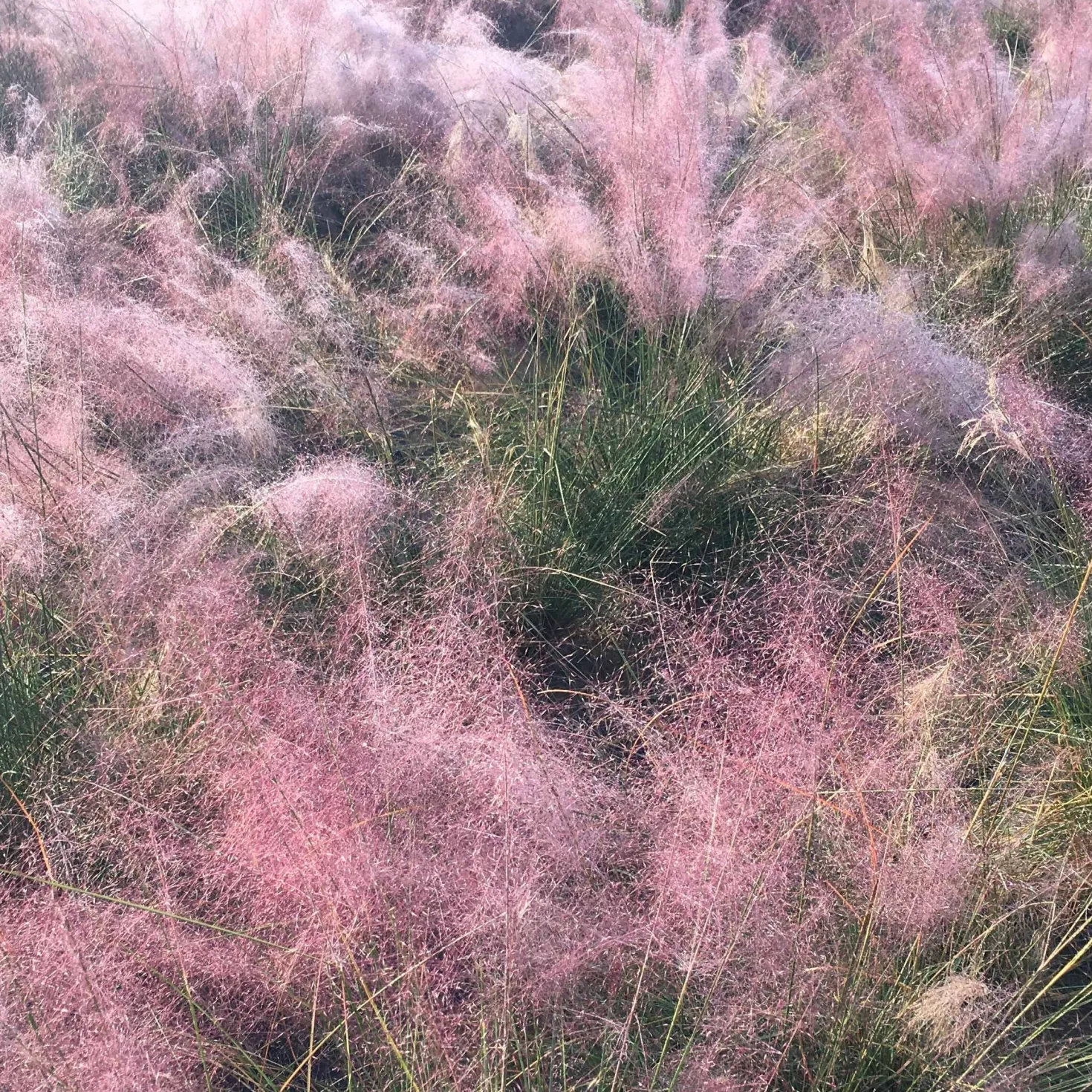 Rosa Haargras (x2) - Rosa Wolke im Garten