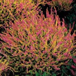 Rosa Heidekraut mit gelben Blättern (x3) - Farbe von Sommer bis Winter