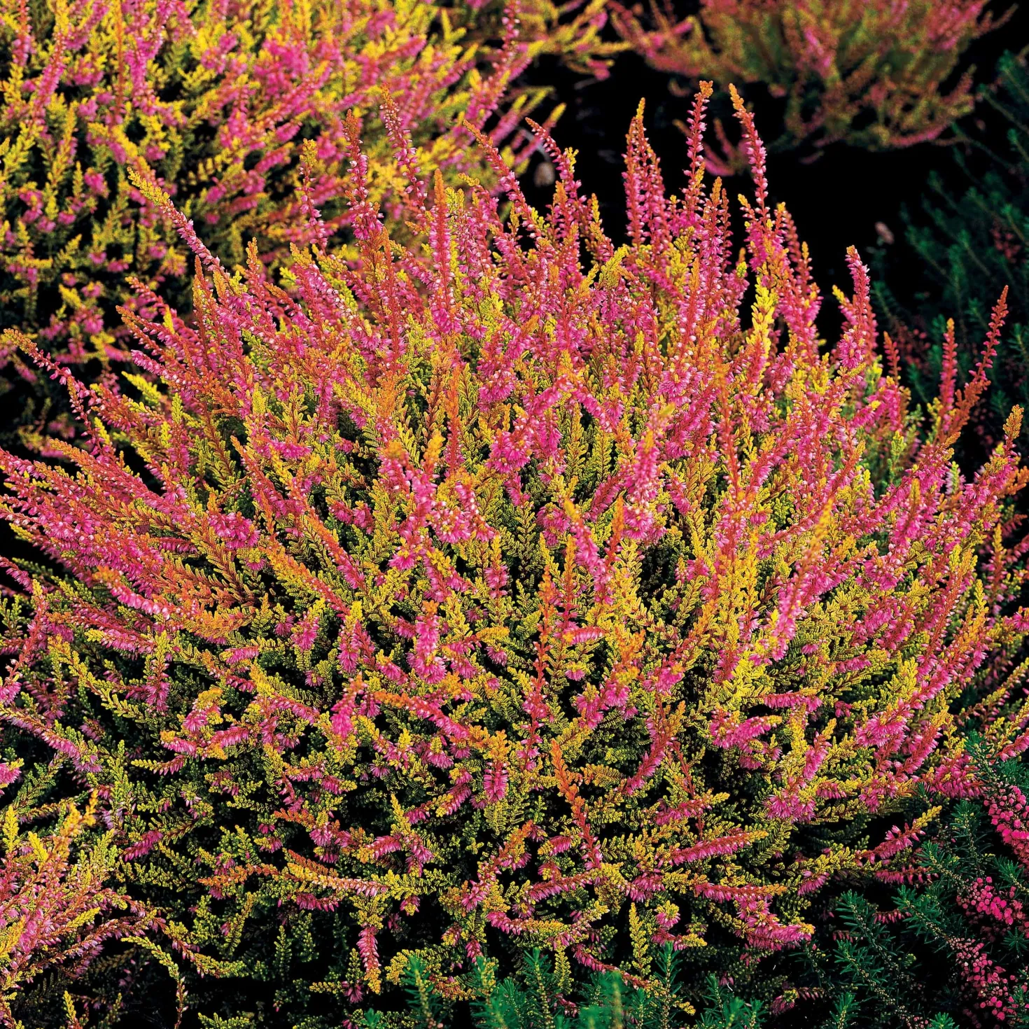 Rosa Heidekraut mit gelben Blättern (x3) - Farbe von Sommer bis Winter