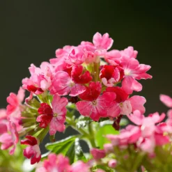 Rosa Hänge-Eisenkraut - Rosa Blütenkaskade sofort