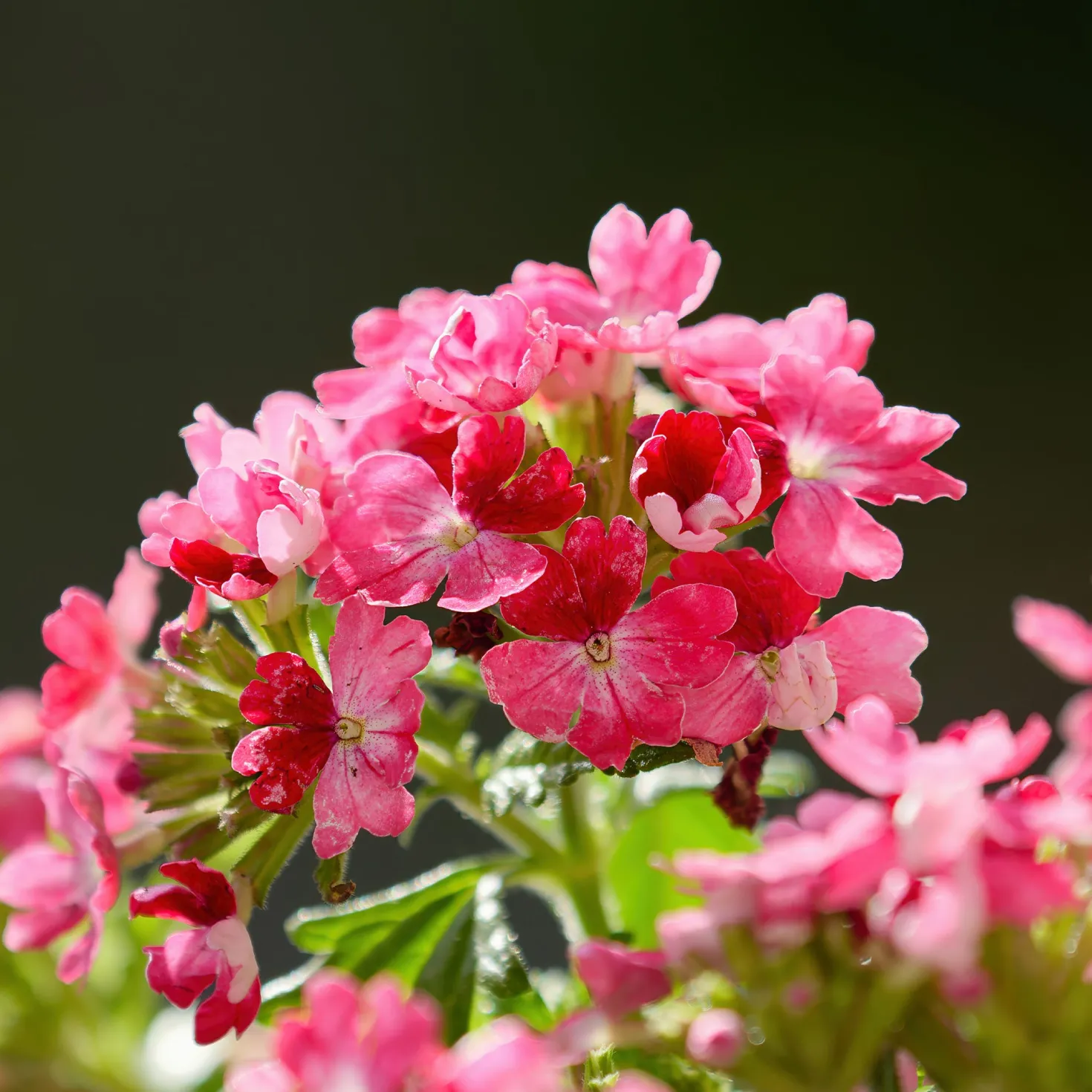 Rosa Hänge-Eisenkraut - Rosa Blütenkaskade sofort