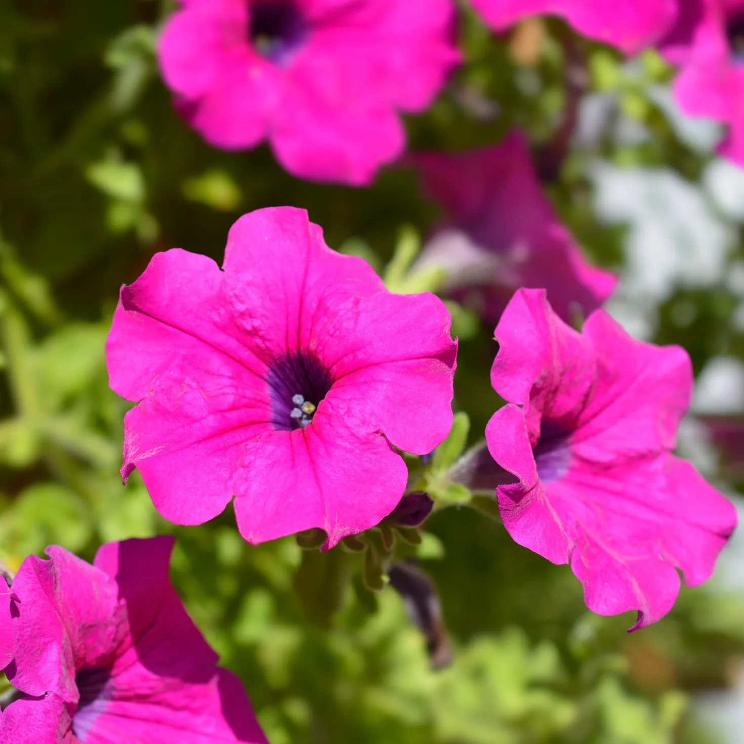 Rosa Hängepetunie - Sofort blühende Kaskaden