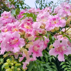 Rosa Klettertrompete ‘Comtesse Sarah’ - Rosa Blütenwand im Nu