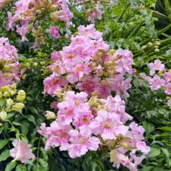 Rosa Klettertrompete ‘Comtesse Sarah’ - Rosa Blütenwand im Nu