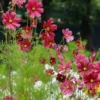 Rosa Kosmos - Wochenlang rosa Blüten