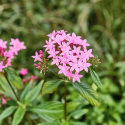 Rosa Pentas - Fünfzahlstrauch - Sommerblüten bis Oktober