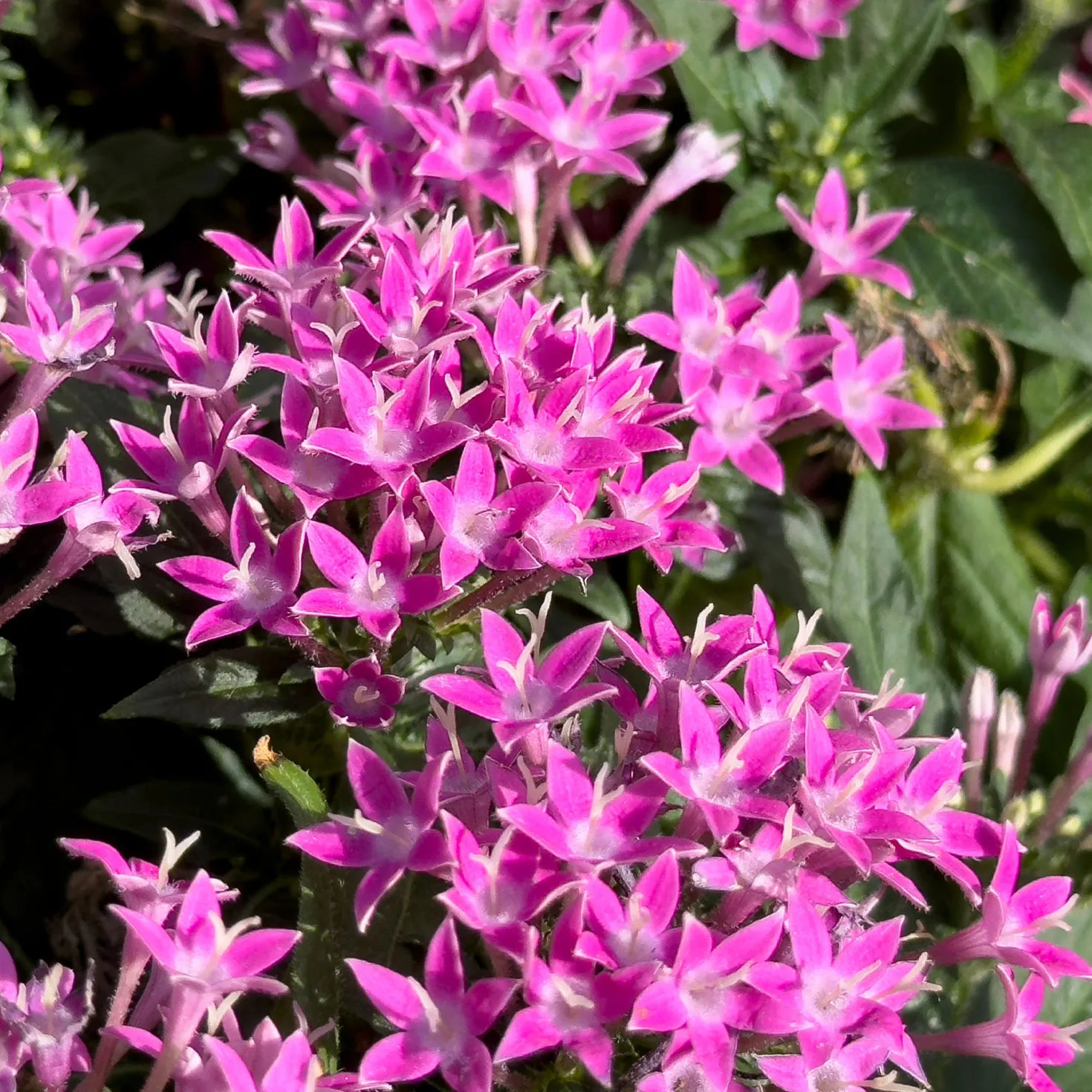 Rosa Pentas - Fünfzahlstrauch - Sommerblüten bis Oktober