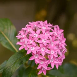 Rosa Pentas - Fünfzahlstrauch - Sommerblüten bis Oktober
