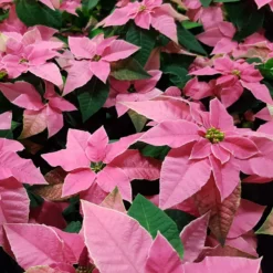 Rosa Poinsettia - Winterfarbe im Handumdrehen