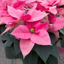 Rosa Poinsettia - Winterfarbe im Handumdrehen