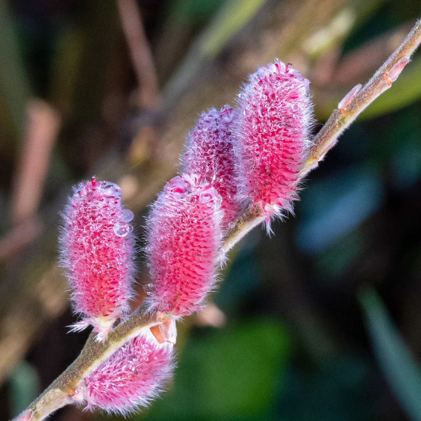 Rosa Riesenweidekätzchen 'Mount Aso' - Rosa Kätzchen im Winter