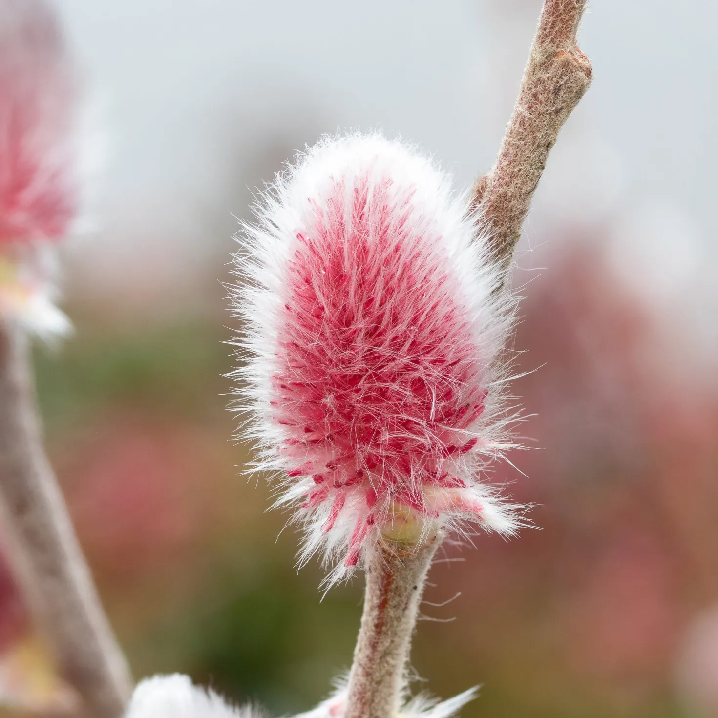 Rosa Riesenweidekätzchen 'Mount Aso' - Rosa Kätzchen im Winter