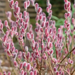Rosa Riesenweidekätzchen 'Mount Aso' - Rosa Kätzchen im Winter
