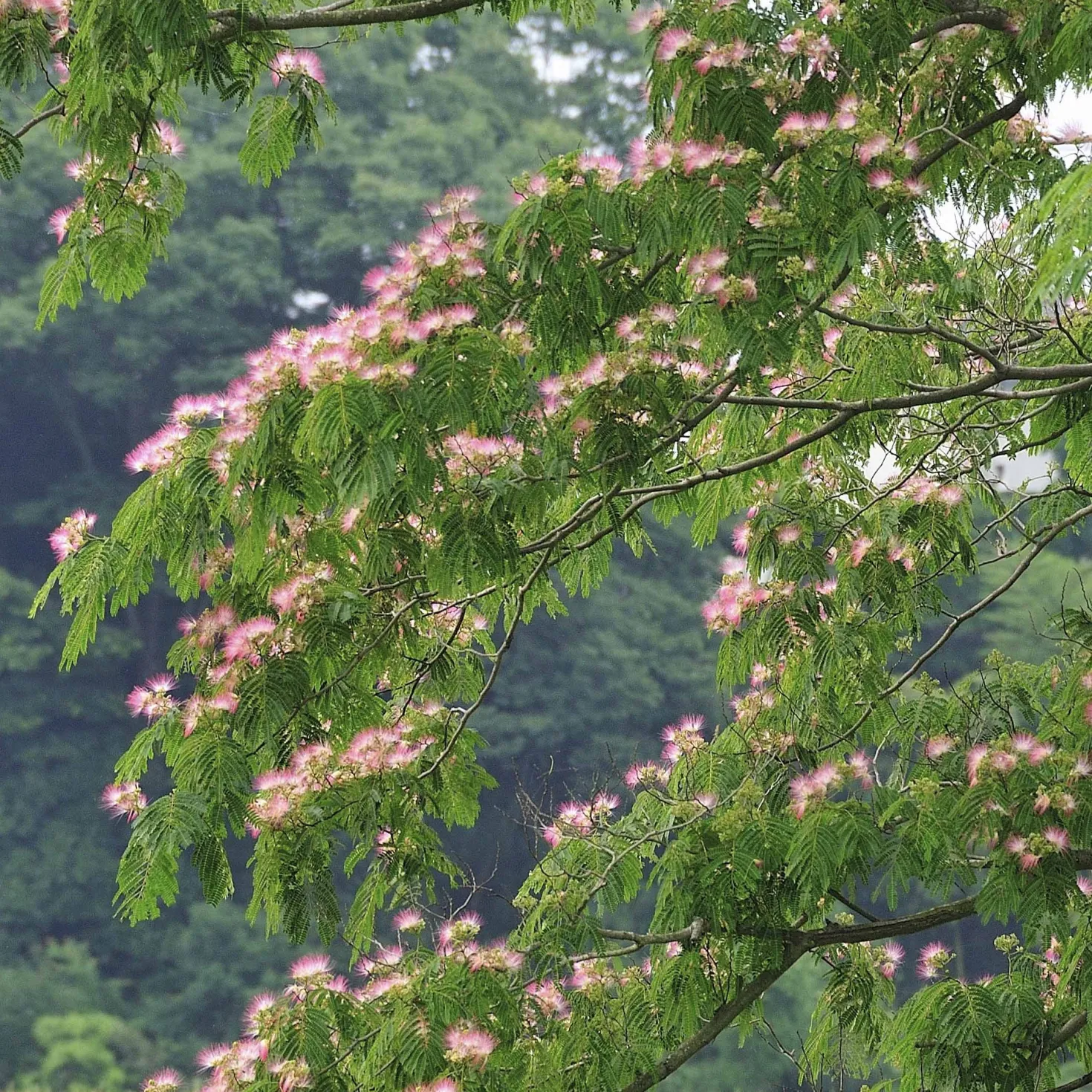 Rosa Seidenbaum - Urlaubsflair im Garten