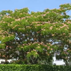 Rosa Seidenbaum - Urlaubsflair im Garten