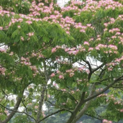 Rosa Seidenbaum - Urlaubsflair im Garten