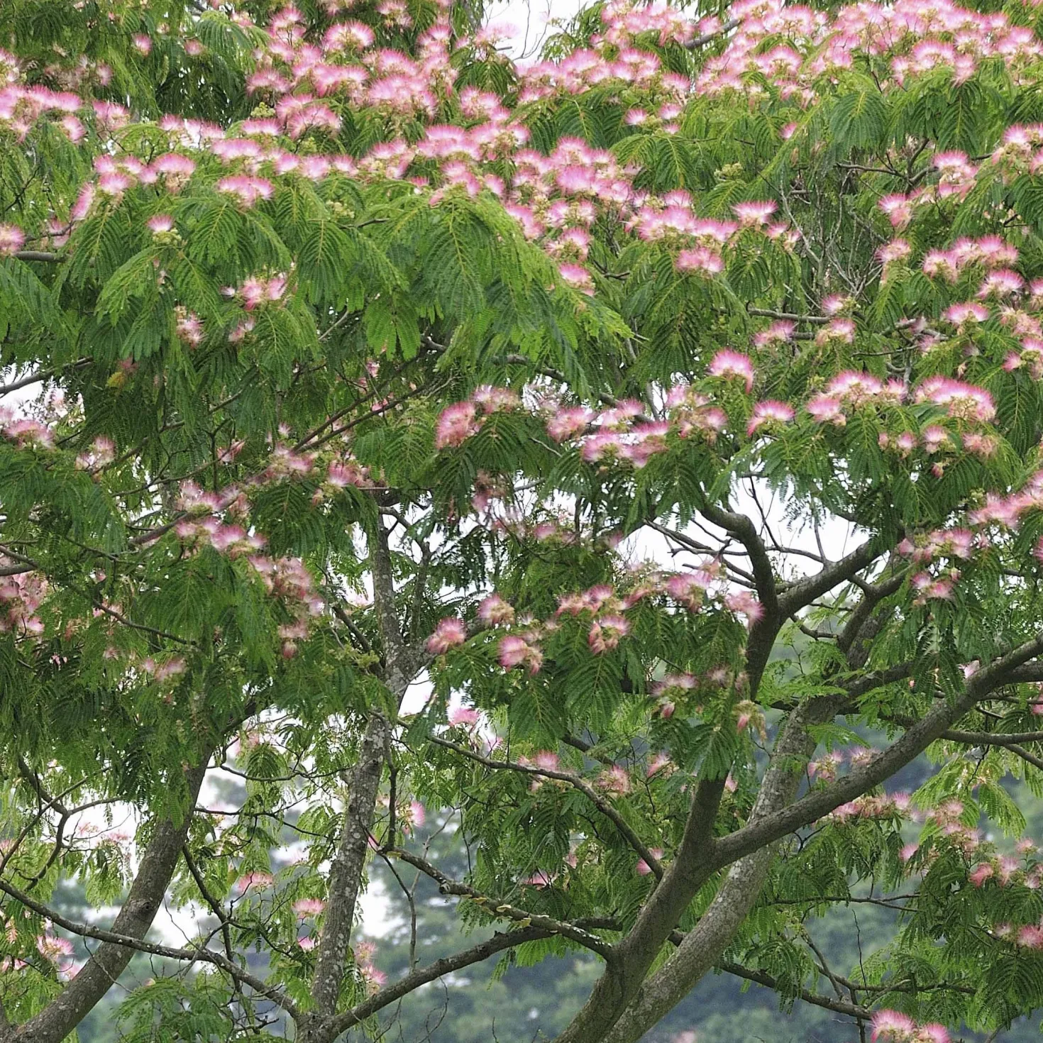 Rosa Seidenbaum - Urlaubsflair im Garten