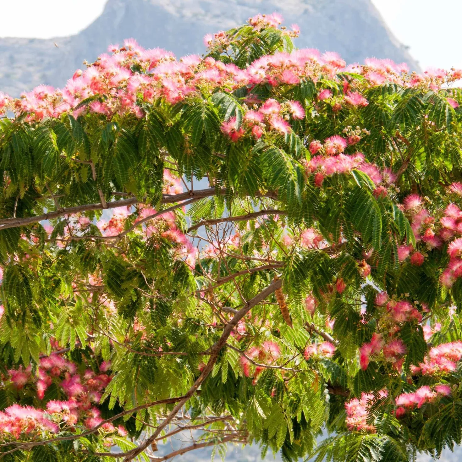 Rosa Seidenbaum - Urlaubsflair im Garten