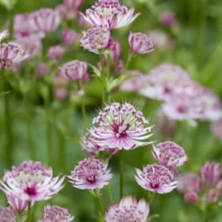 5 rosa und violette Stauden - Sofort blühendes Beet