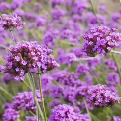 5 rosa und violette Stauden - Sofort blühendes Beet