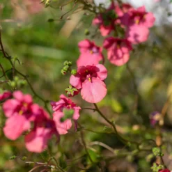 rosa Zwergsporn - Rosa Blütenteppich ganz leicht