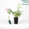Rose Ballerina - Blüten von Mai bis Oktober
