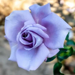 Rose ‘Blue Moon’ - Die blaue Rose fürs Beet