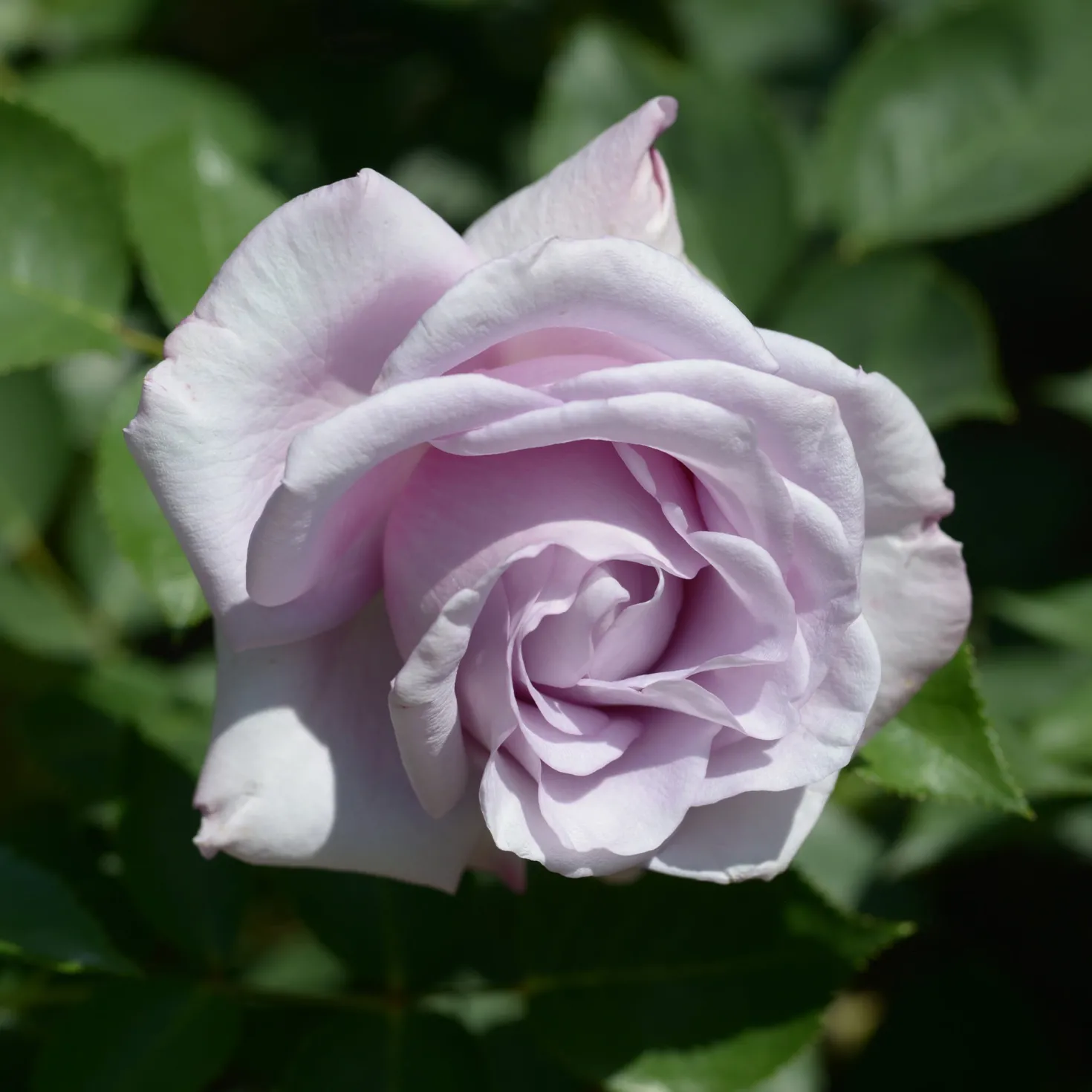 Rose ‘Blue Moon’ - Die blaue Rose fürs Beet