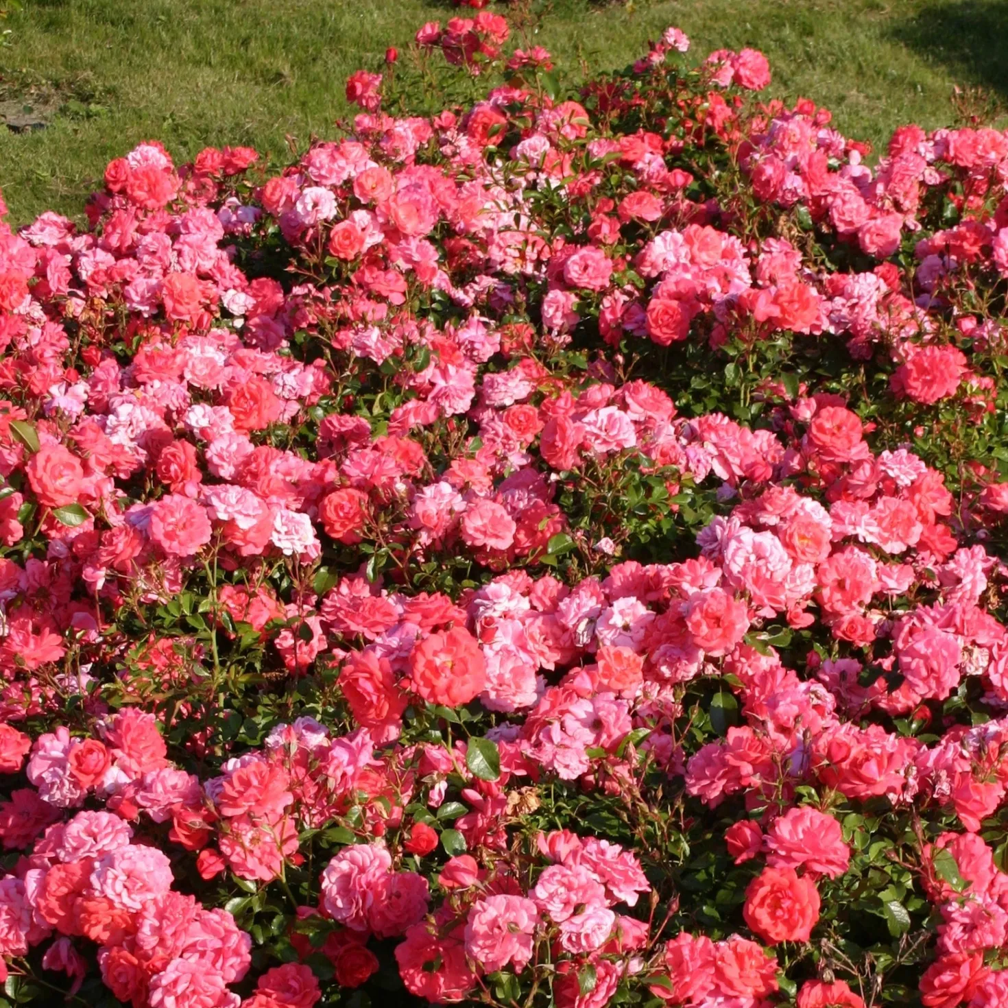 Rose Bonapart ® - Duft und Farbe sofort