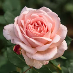Rose ‘Clair’™ Renaissance® - Duft und Blüten den ganzen Sommer