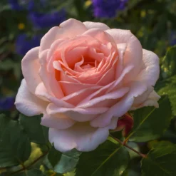 Rose ‘Clair’™ Renaissance® - Duft und Blüten den ganzen Sommer