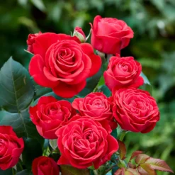 Rose Dominica ® Intercomdoor - Rot, duftend, pflegeleicht
