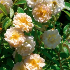 Rose ‘Ghislaine de Féligonde’ - Blüten wechseln die Farbe