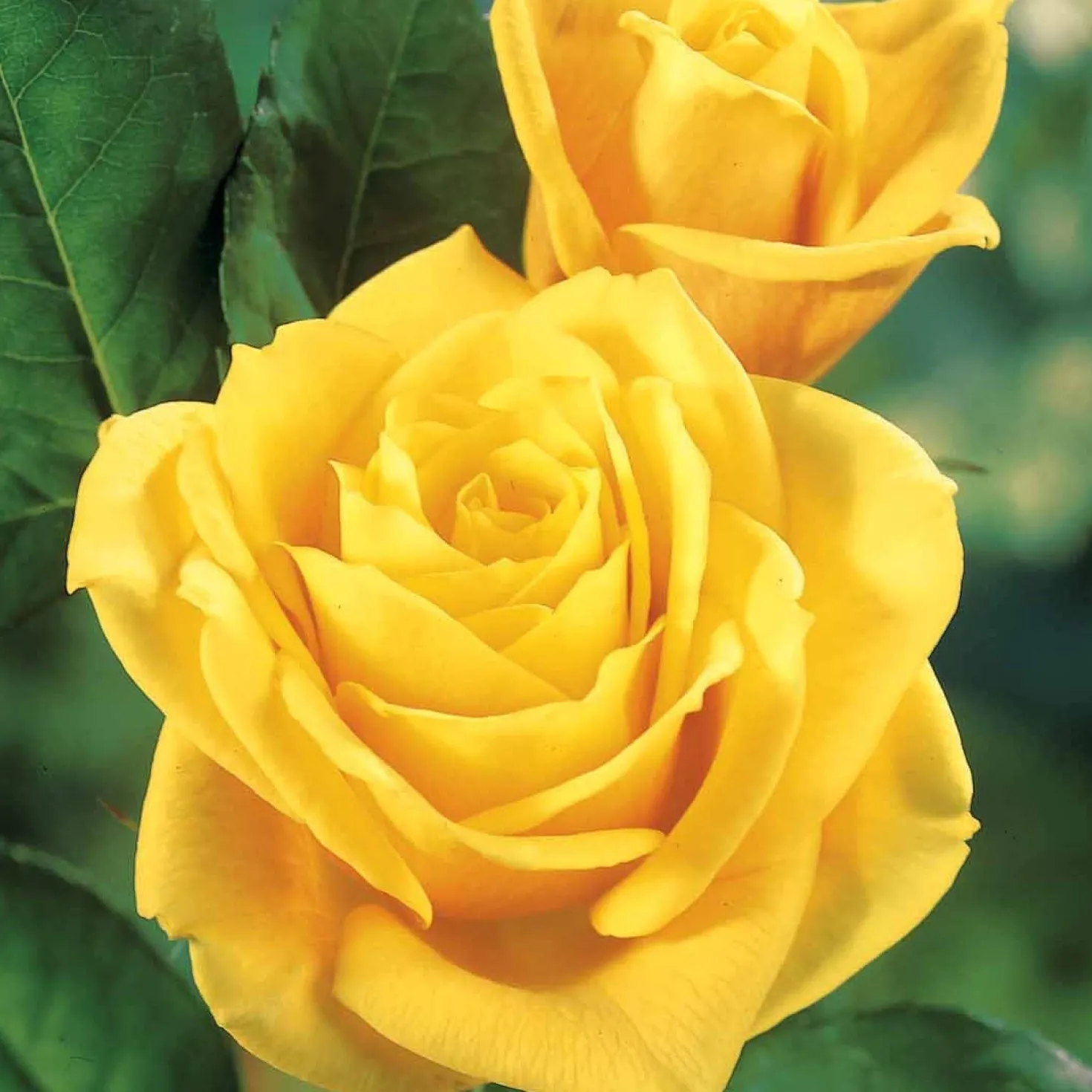 Rose ‘Hadangel’ - Sonniges Gelb im Beet