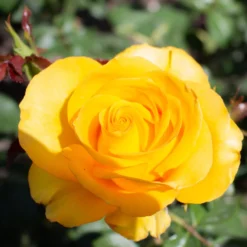 Rose ‘Hadangel’ - Sonniges Gelb im Beet
