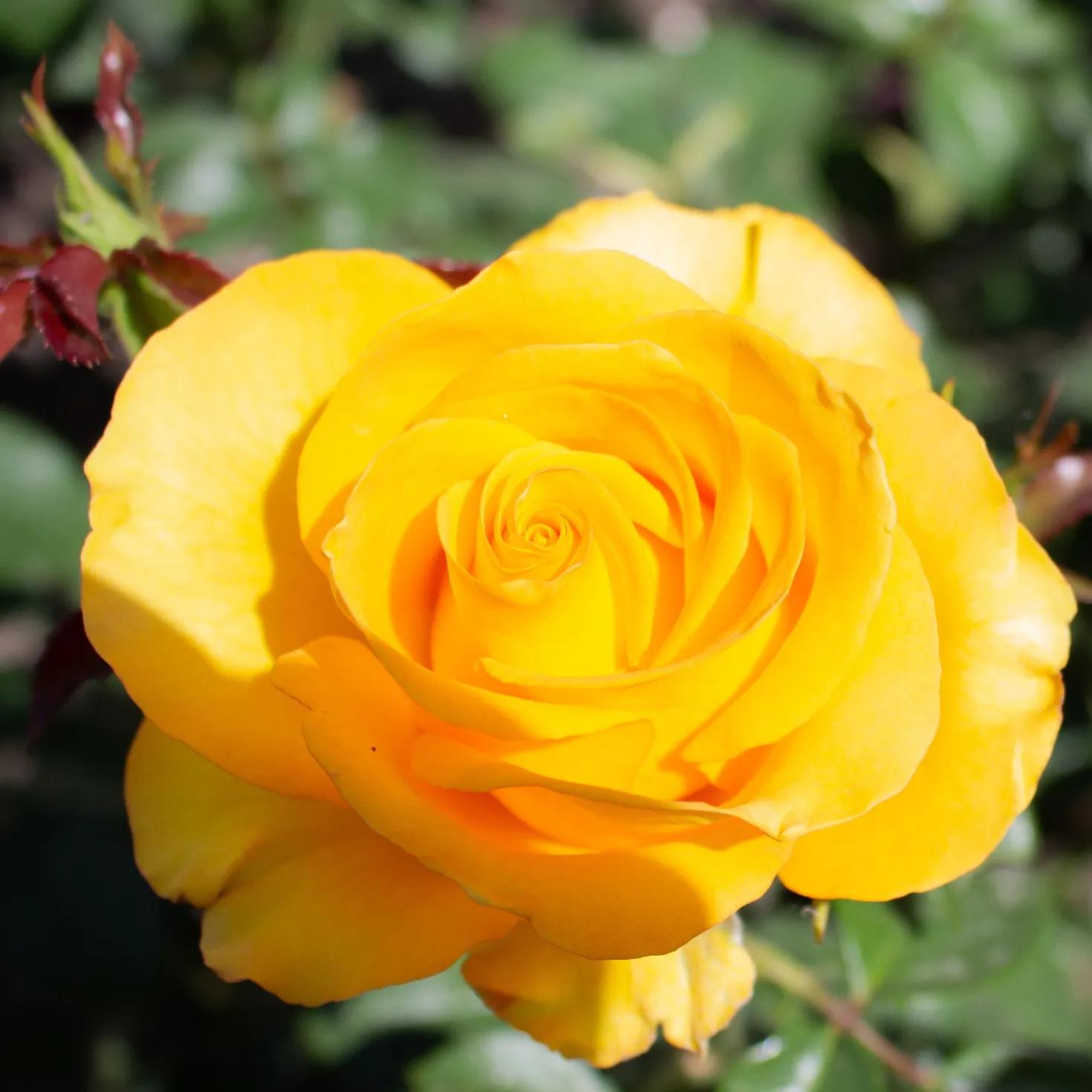 Rose ‘Hadangel’ - Sonniges Gelb im Beet