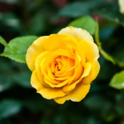 Rose ‘Hadangel’ - Sonniges Gelb im Beet