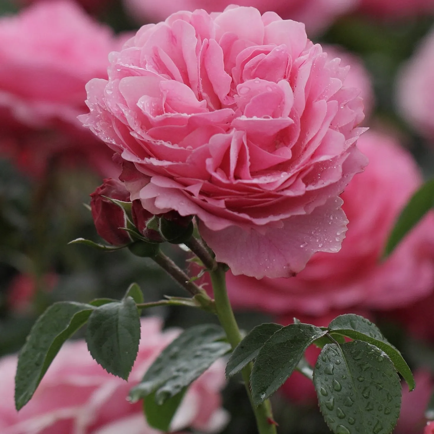Rose 'Leonardo da Vinci' - Rosen wie gemalt