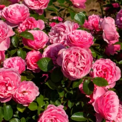 Rose 'Leonardo da Vinci' - Rosen wie gemalt