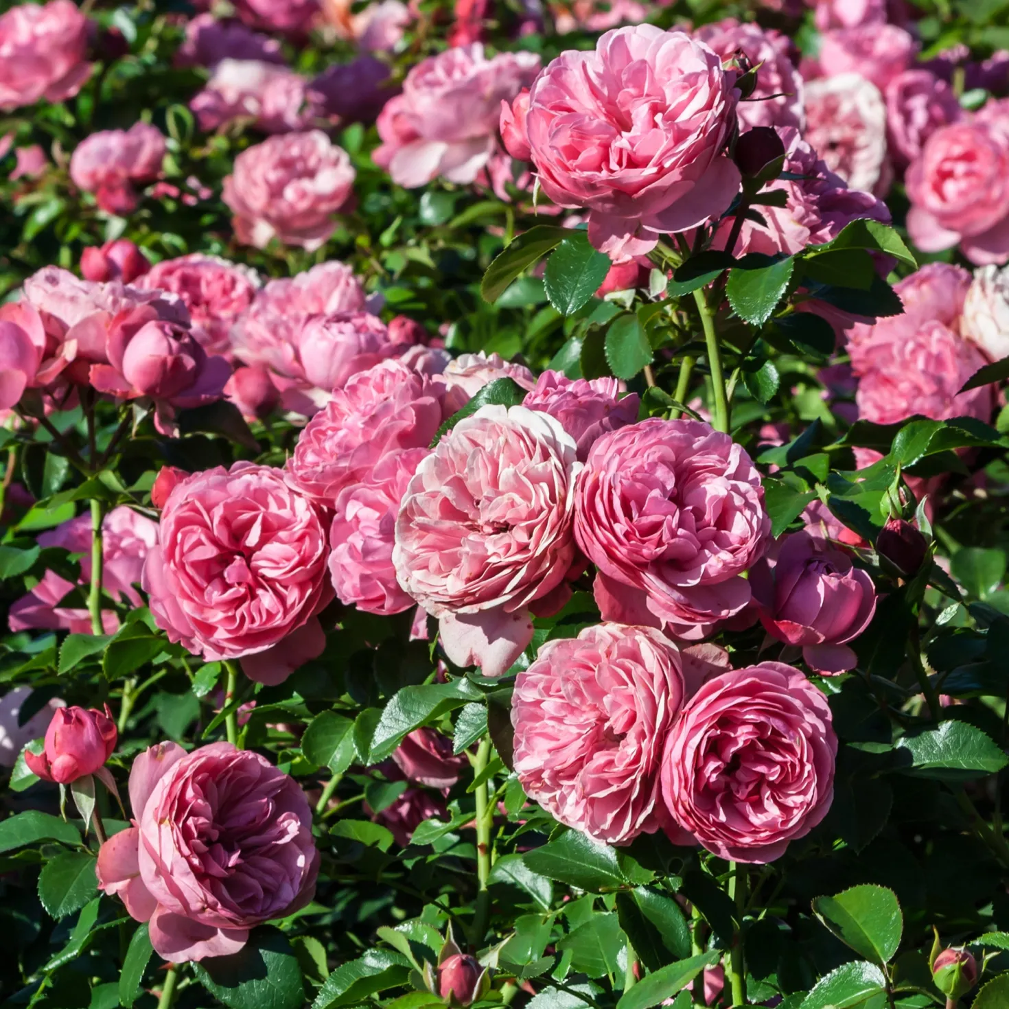 Rose 'Leonardo da Vinci' - Rosen wie gemalt