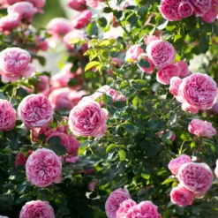 Rose 'Leonardo da Vinci' - Rosen wie gemalt