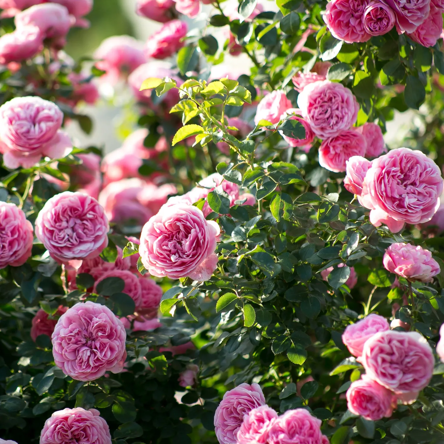 Rose 'Leonardo da Vinci' - Rosen wie gemalt