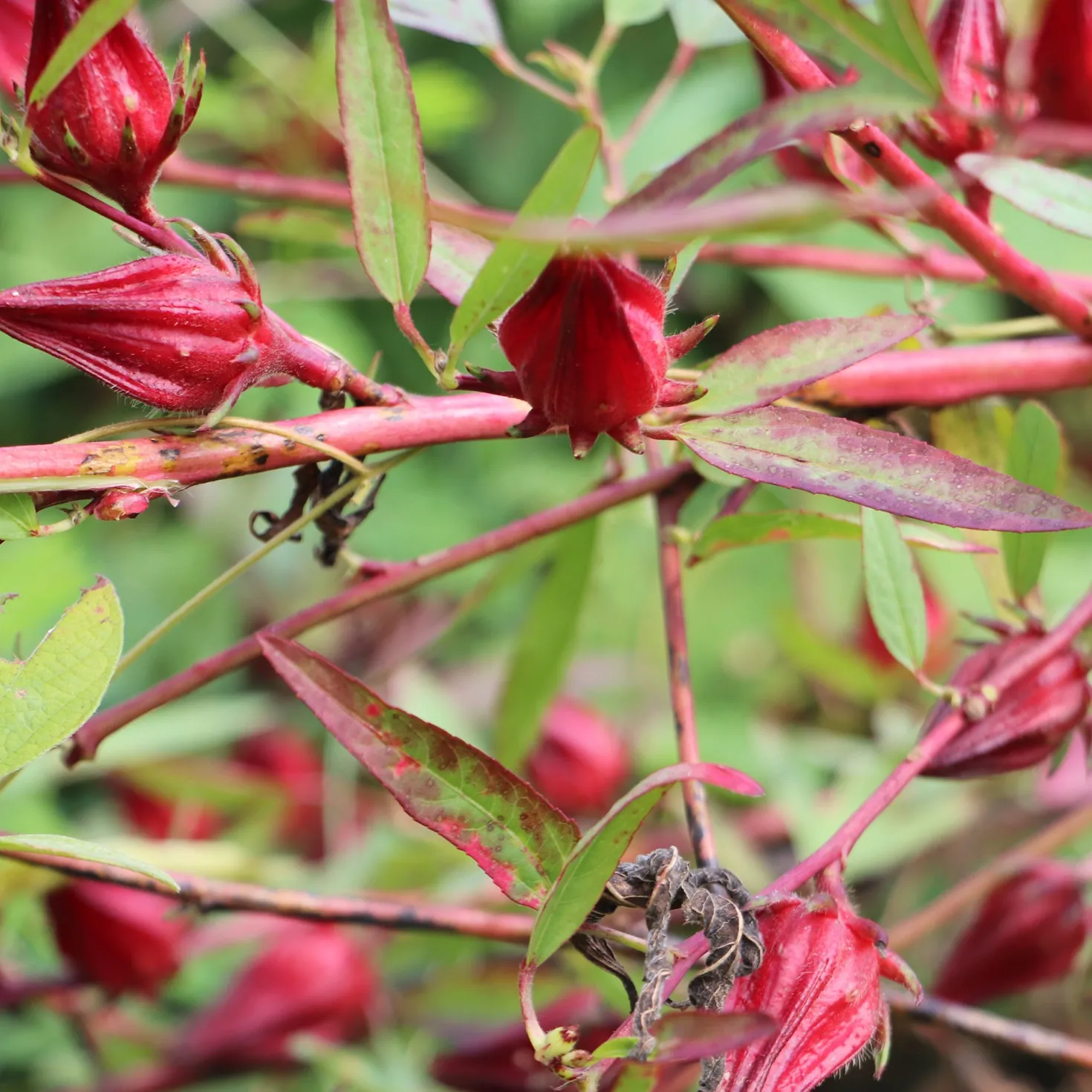 Roselle - Rote Ernte fürs Teeglas