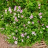 Rosenduft-Geranie - Duft und Blüten den Sommer lang