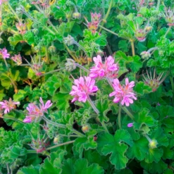 Rosenduft-Geranie - Duft und Blüten den Sommer lang