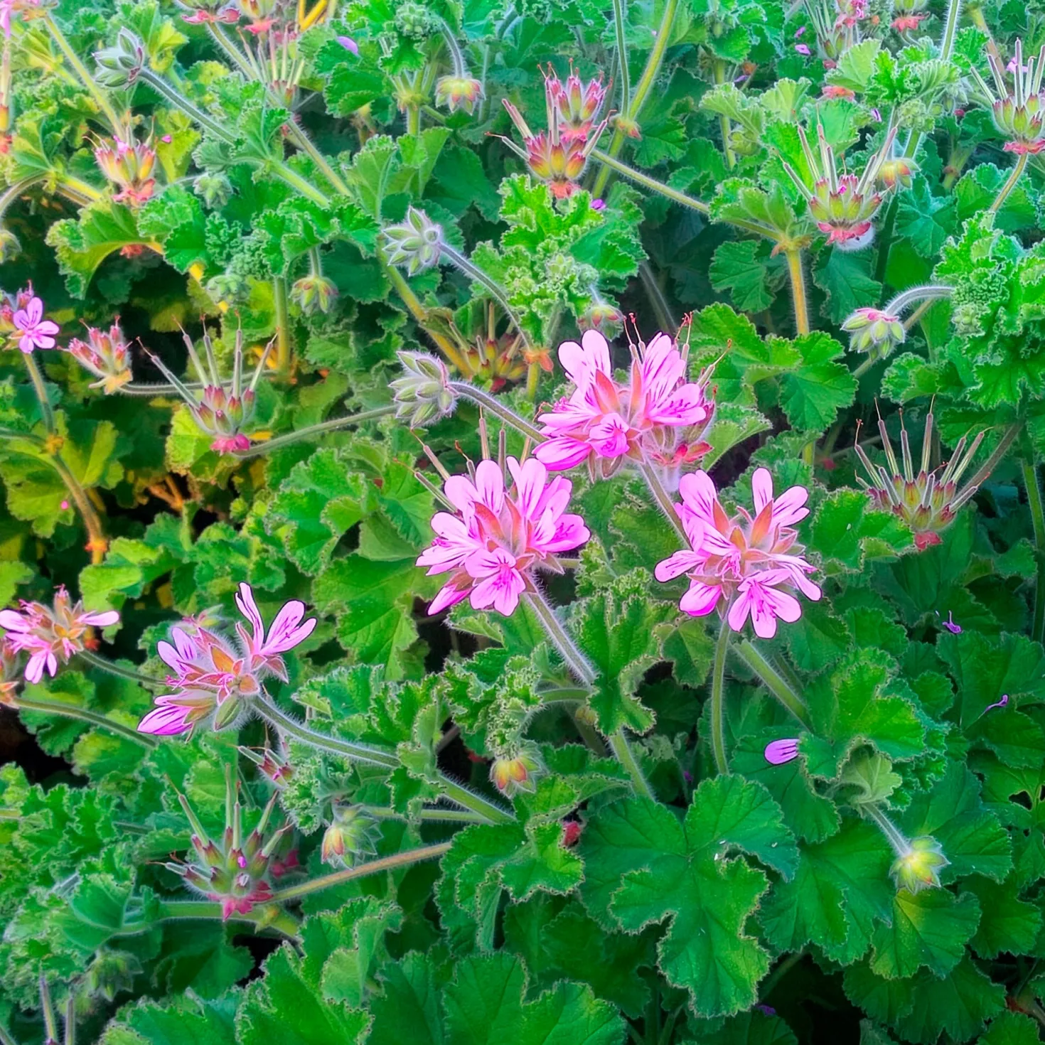 Rosenduft-Geranie - Duft und Blüten den Sommer lang